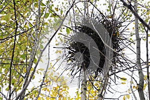 Empty bird`s nest in autumn. Empty bird nest on tree. Empty small bird nest on the bush or a tree in the forest.