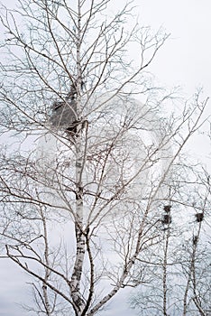 Empty bird`s nest in branches of birch tree in March