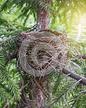 Empty bird`s nest in fir branches close up