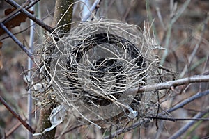 Empty bird`s Nest o the tree