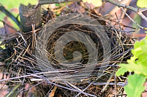 Empty bird`s nest on an oak tree in spring