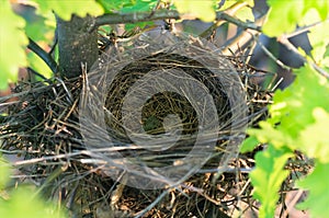 Empty bird`s nest on an oak tree in spring