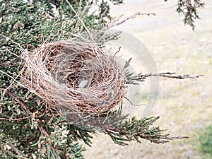 Empty bird`s nest sitting in a cedar tree