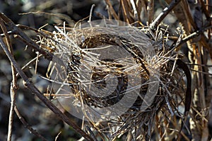 Empty bird's nest. Spring forest, in the bush there is an abandoned nest of a bird, which may return to lay eggs and raise