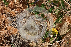 An empty bird`s nest in a thicket of hops
