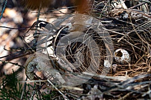 Empty bird`s nest on the tree