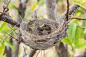 Empty bird's nest