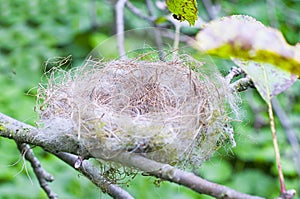 Empty birds nest