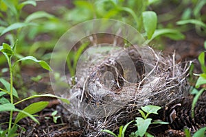 Empty birds nest