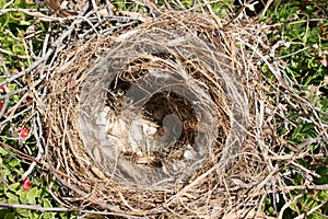 Empty birds nest