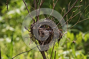Empty birds nest basket
