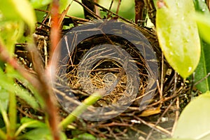 Empty birds nest after the chicks left