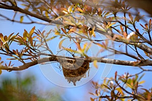 An empty birds nest hangs on a tree branch