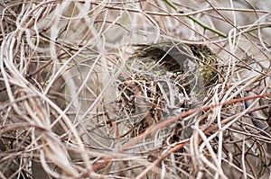 Empty birds nest hidden in a dense bush, vegetation.