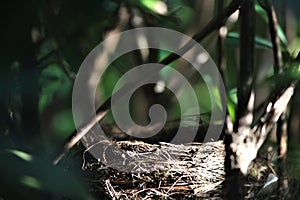 Empty birds nest in a rhododendron bush