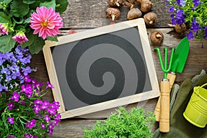 Empty blackboard, seedlings of garden flowers, bucket, shovel, rake, gloves. Copy space for text