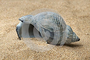 Empty blue whelk shell on beach sand