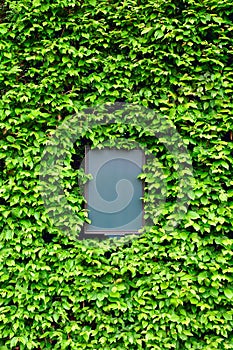 Empty board surrounded by leaves of ivy