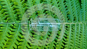 An empty bottle on the background of a green fern leaf. Glass container for cosmetic skin care products