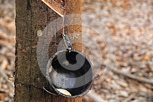 Empty bowl on para rubber tree in drought land.