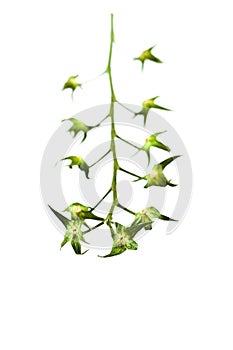 Empty branch of tomatoes isolated background backdrop