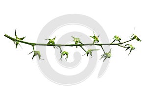 Empty branch of tomatoes isolated background backdrop