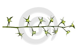 Empty branch of tomatoes isolated background backdrop