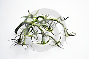 Empty branch of tomatoes isolated.