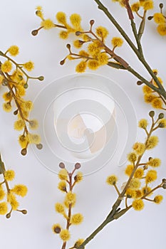 Empty broken chicken egg and willow catkin branches.