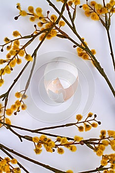 Empty broken egg and willow catkin branches.