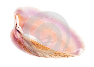 Empty brown and purple shell of clam isolated photo