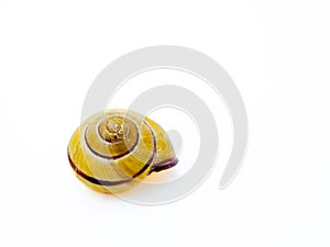 Empty brown snail shell isolated on white background.