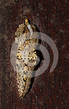 Empty Butterfly pupa chrysalis on a wall