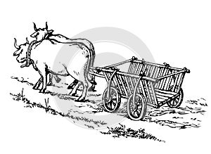 Empty cart drawn by oxen. Vector drawing