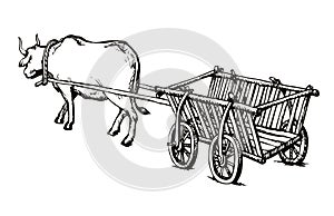Empty cart drawn by oxen. Vector drawing