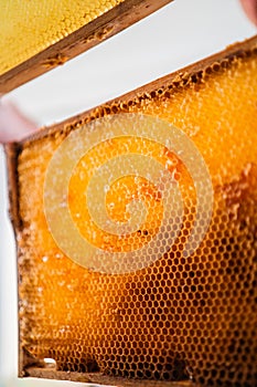 Empty Cells of Honeycombs of a Beehive Close Up