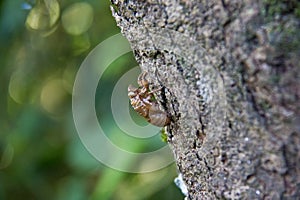 Empty Cicada case on tree trunk