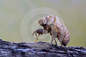 Empty Cicada husk after molting.