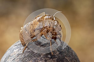 Empty Cicada shell