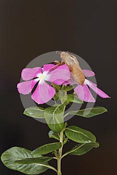 Empty cicada shell on flower