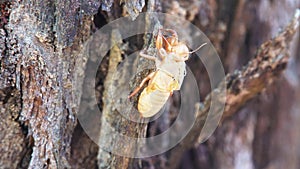 Empty Cicada Shell on Tree Trunk