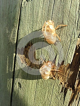 Empty Cicadidae (Cicada) Skin Shells Hanging on Street Light Pole.