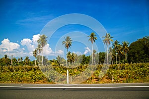 Empty city street with palm trees and blue sky, asphalt road with markings, straight automobile way.
