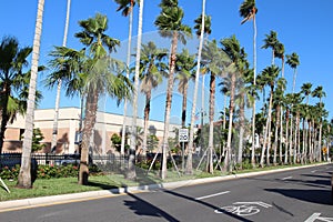 Empty city street with tall palm trees