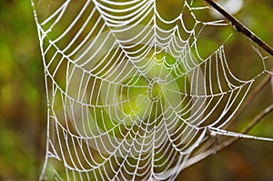 Empty cobweb with dew in fall.