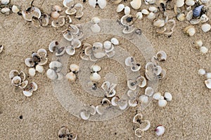Empty cockle shells on a beach