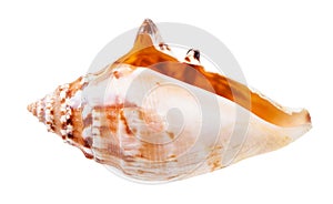 empty conch of sea snail isolated on white