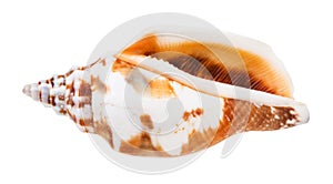 Empty conch of whelk mollusc isolated on white