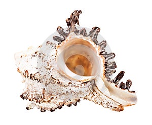 empty conch of white muricidae mollusk isolated