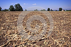 Cornfield husks left after harvest